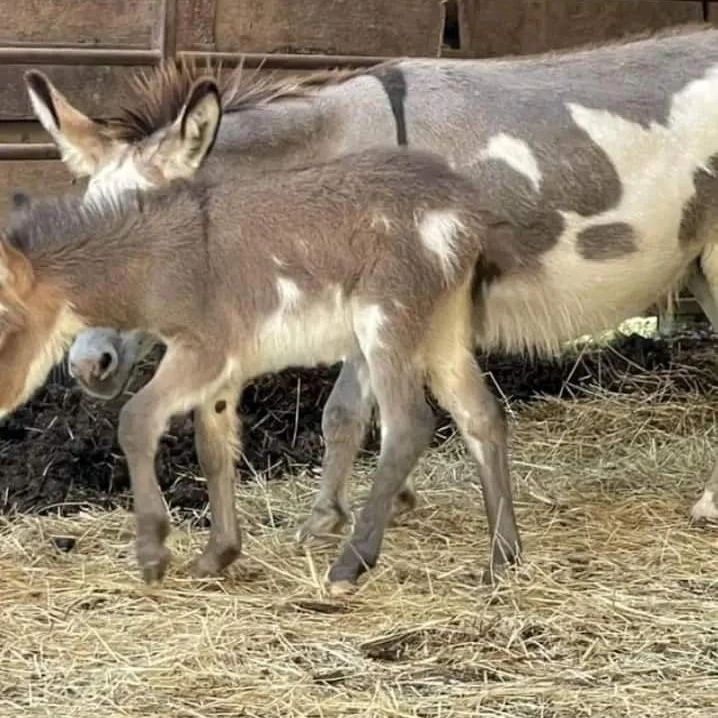 donkeys (10)