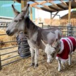 miniature donkey breeders uk