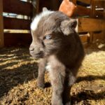 miniature donkey baby
