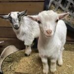 miniature goat for sale