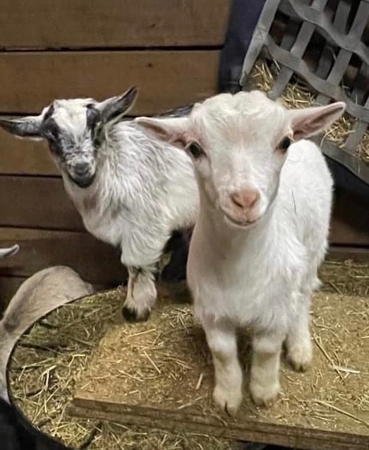 miniature goat for sale
