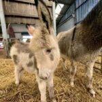 miniature donkey cost uk